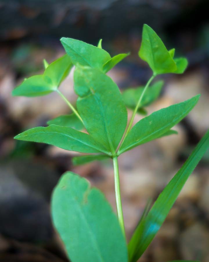 Euphorbia in faggeta - Euphorbia dulcis